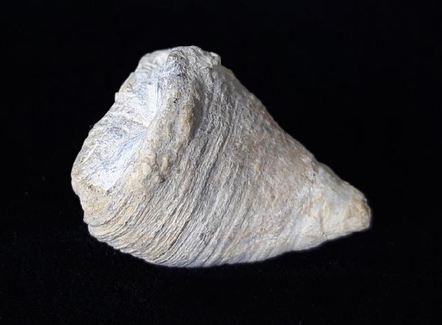 Calceola sandalina (LINNAEUS 1771) - Bild © FossNet FossilienStore